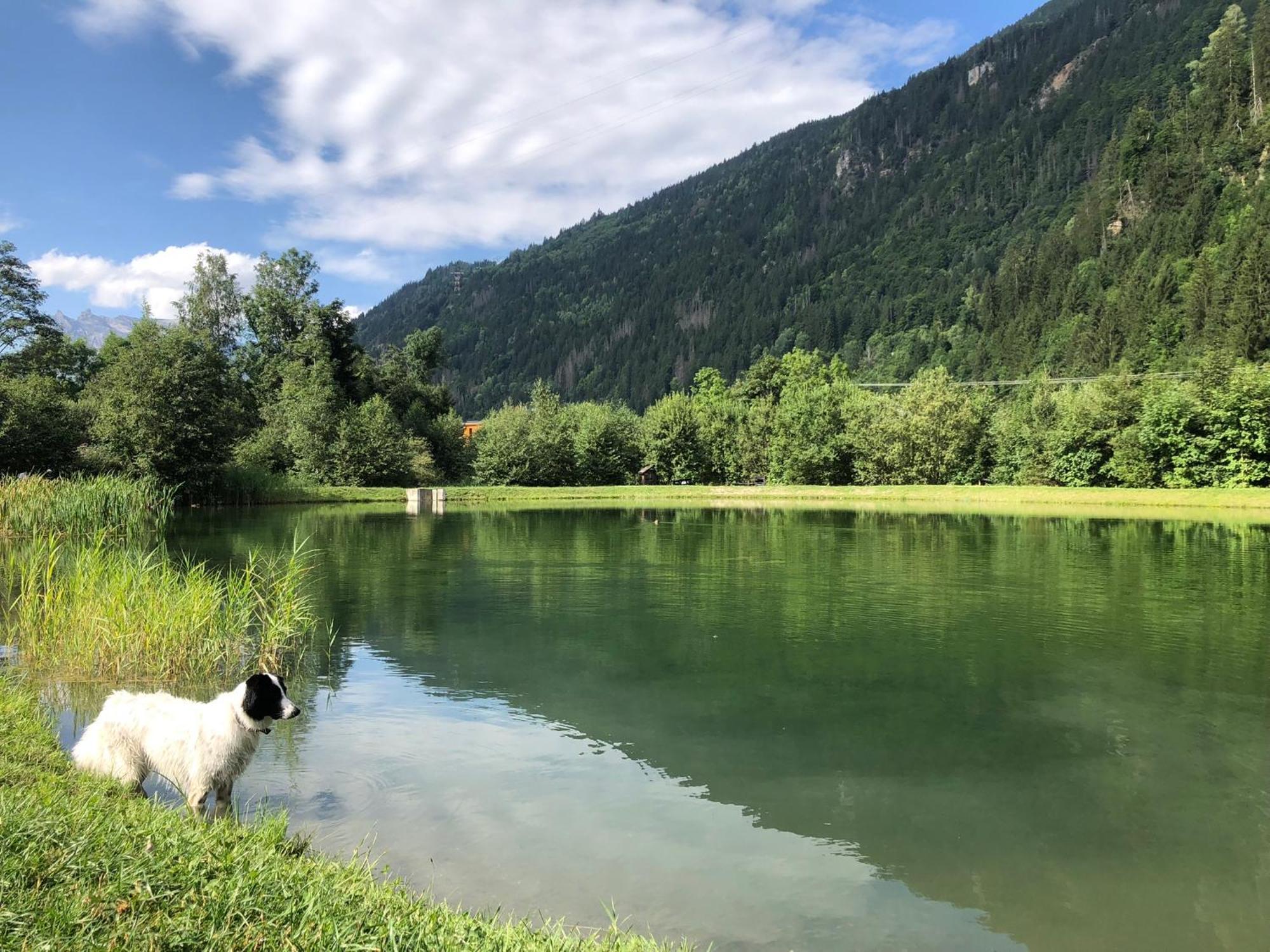 Chalet Riviere Du Bon Nant Location De 6 A 14 Personnes En Haute Savoie Saint-Gervais-les-Bains Dış mekan fotoğraf