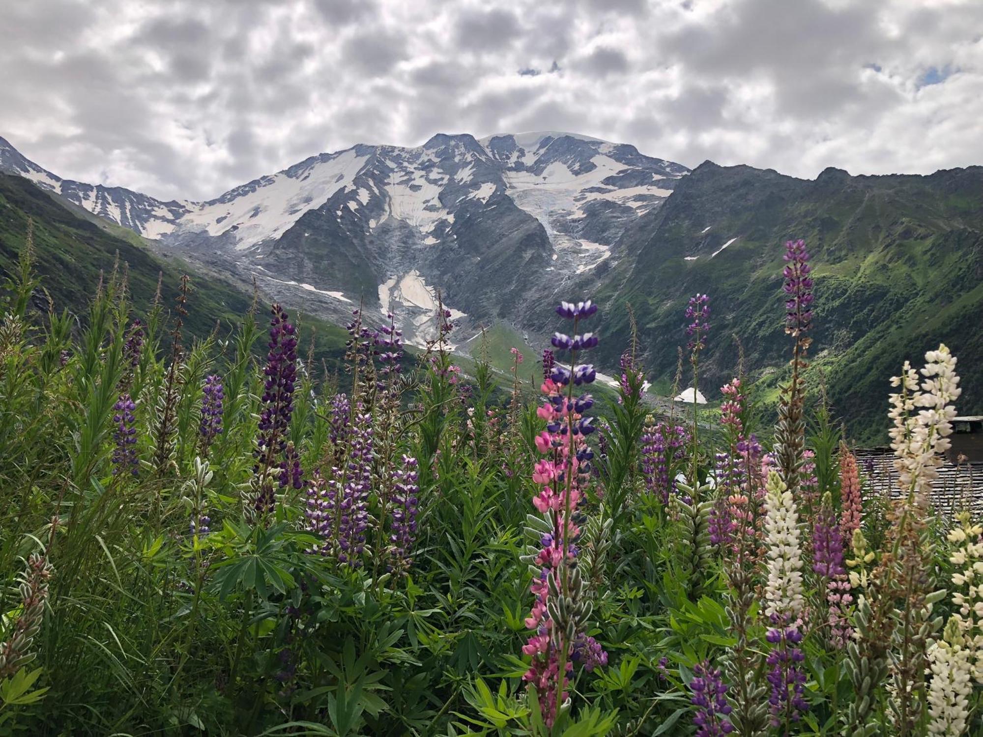 Chalet Riviere Du Bon Nant Location De 6 A 14 Personnes En Haute Savoie Saint-Gervais-les-Bains Dış mekan fotoğraf
